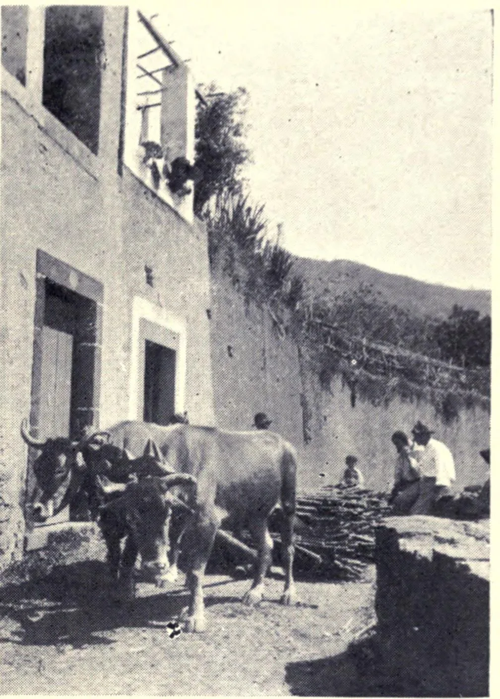 Cut sugar cane being hauled in bundles in 1909