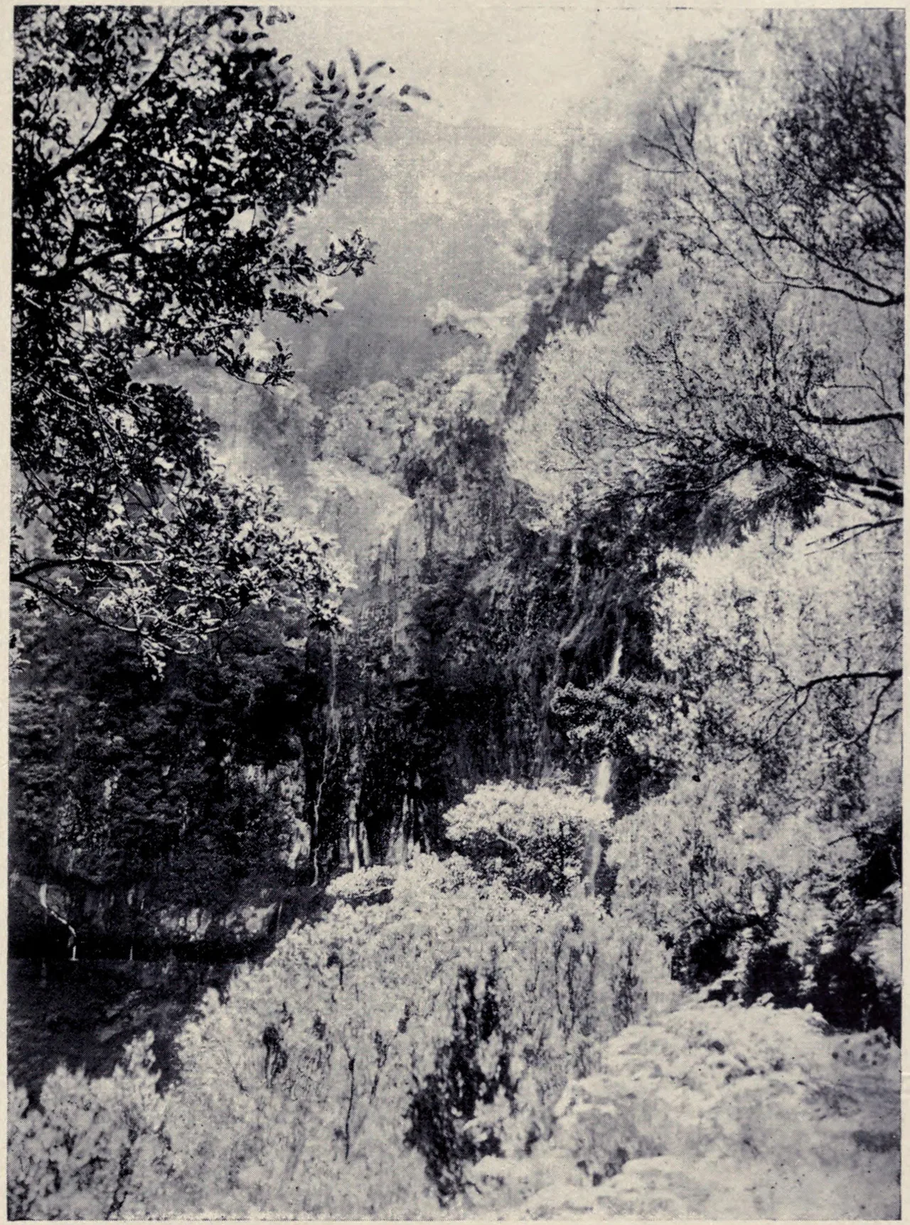 A levada channel at Rabaçal in 1909, a narrow stone water course running along a steep wooded hillside