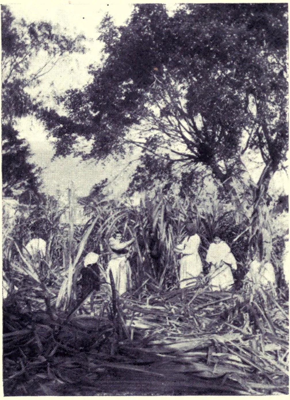 Workers among tall sugar cane in a Madeira field in 1909
