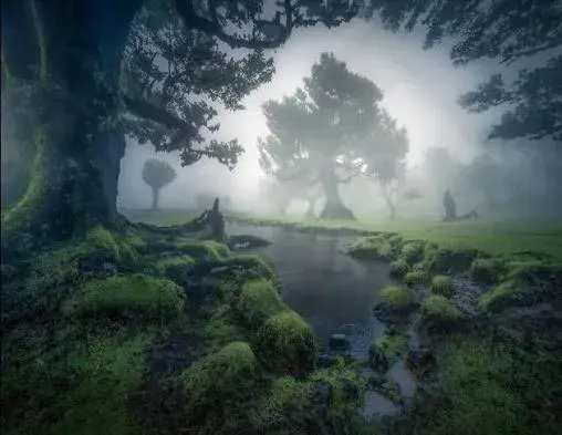 Mystical Fog in Madeira: Fanal laurel forest