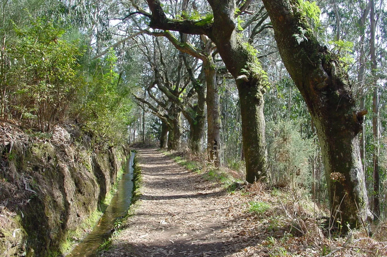 Levada da Serra do Faial, Madeira hiking trail (L-SERRAFAIAL)
