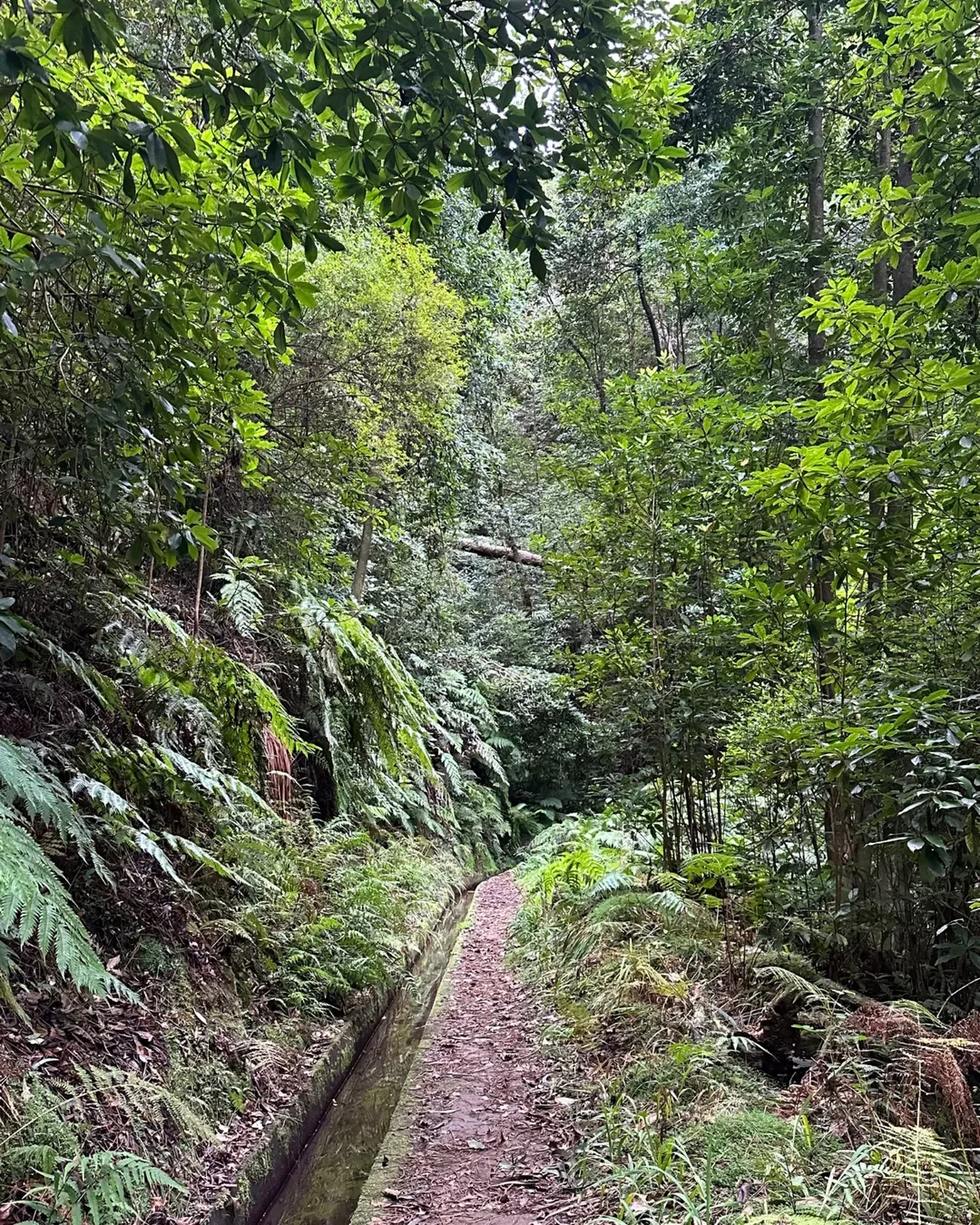 Levada da Silveira, Madeira hiking trail (L-SILVEIRA)