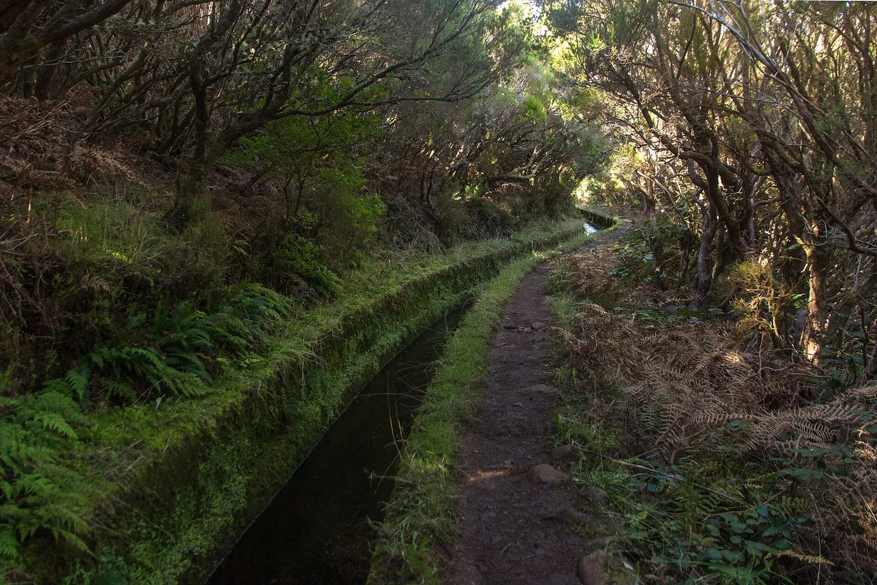 Levada do Alecrim, Madeira hiking trail (PR6.2)
