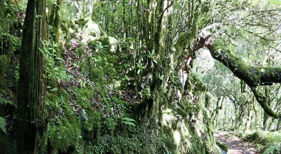 Levada do Brasileiro, Madeira hiking trail (L-BRASILEIRO)