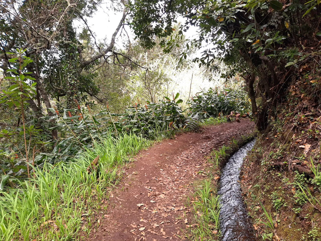 Levada do Moinho, Madeira hiking trail (PR7)