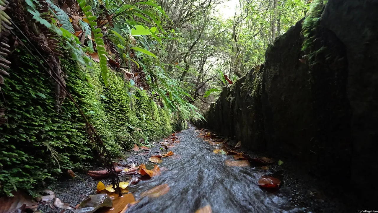 Levada do Poço do Bezerro, Madeira hiking trail (L-BEZERRO)