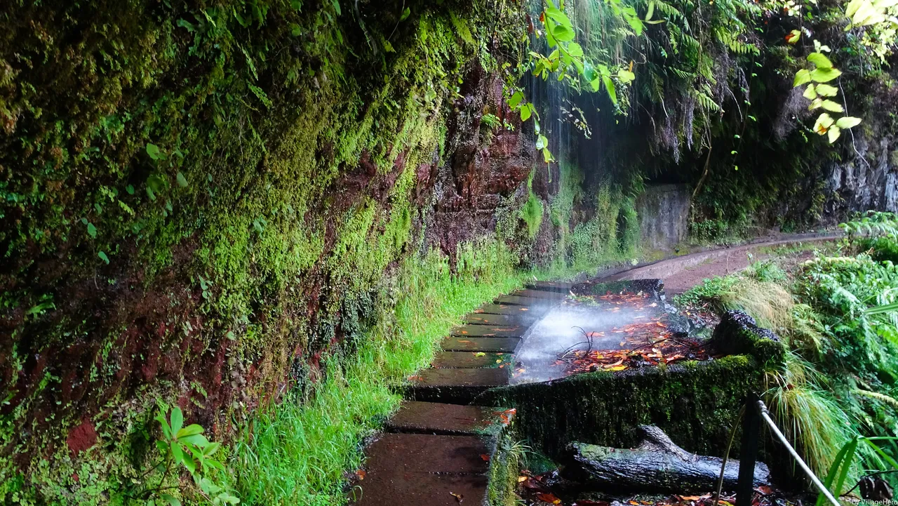 Levada do Rei, Madeira hiking trail (PR18)