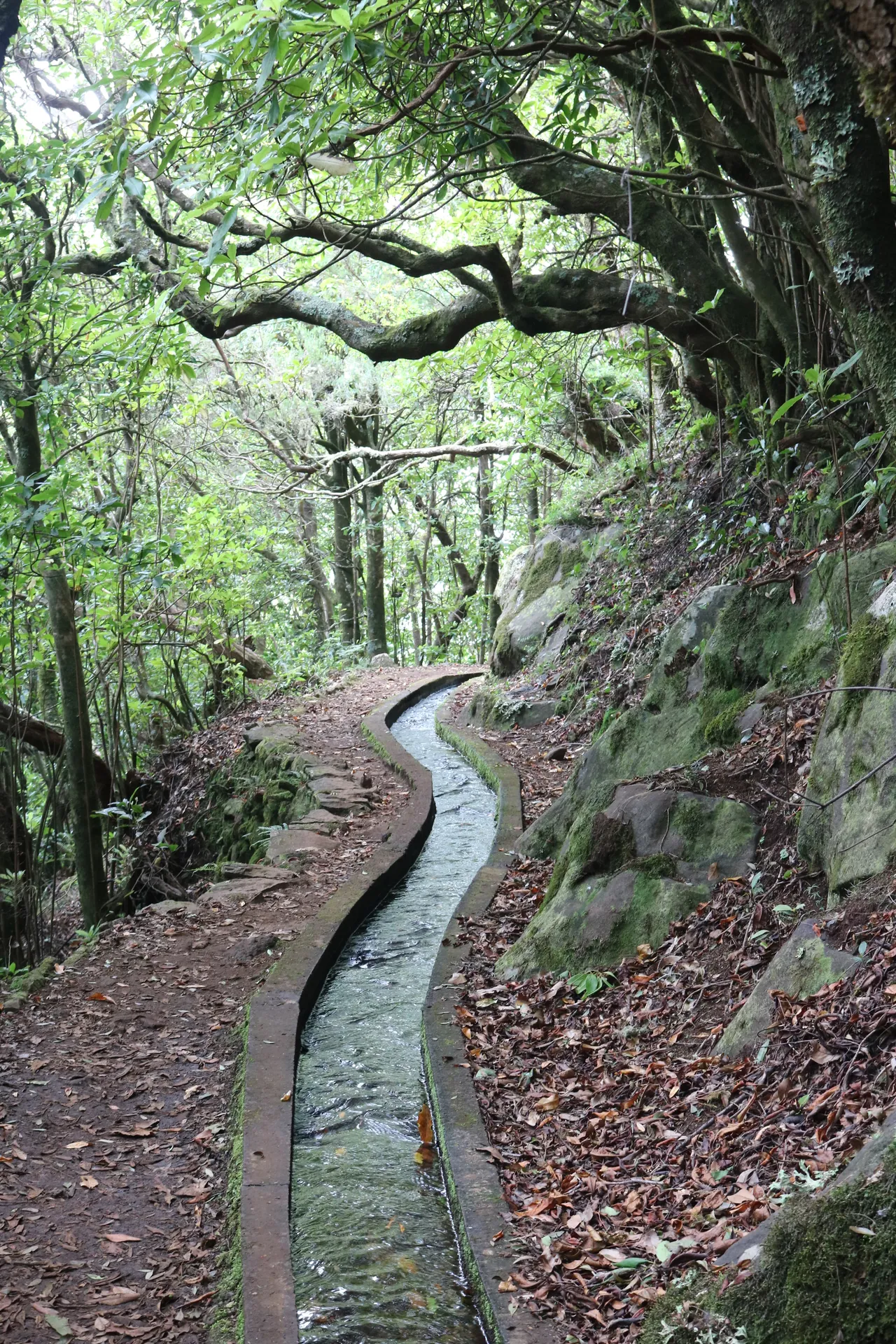 Levada dos Cedros, Madeira hiking trail (PR14)