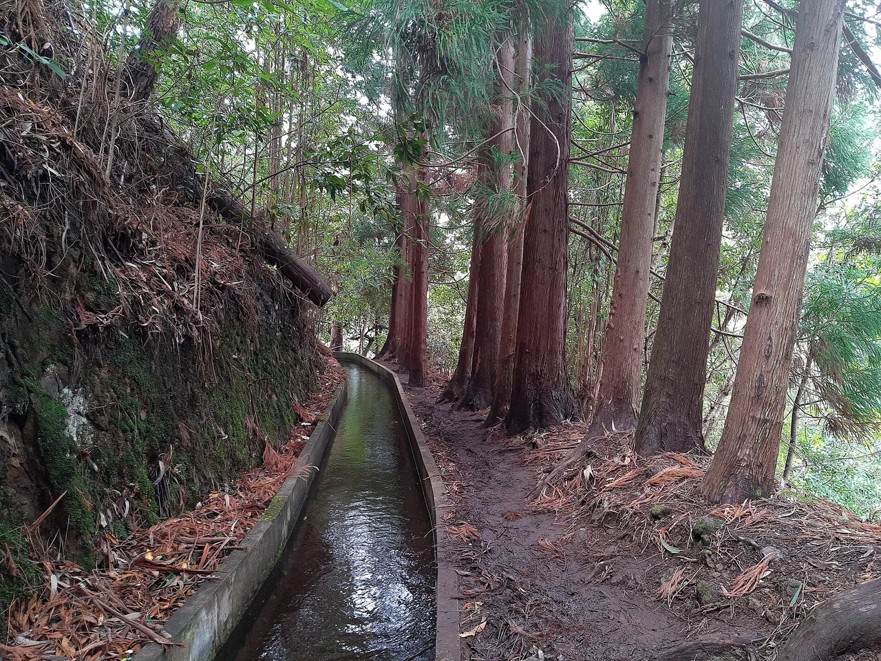 Levada Fajã do Rodrigues, Madeira hiking trail (PR16)