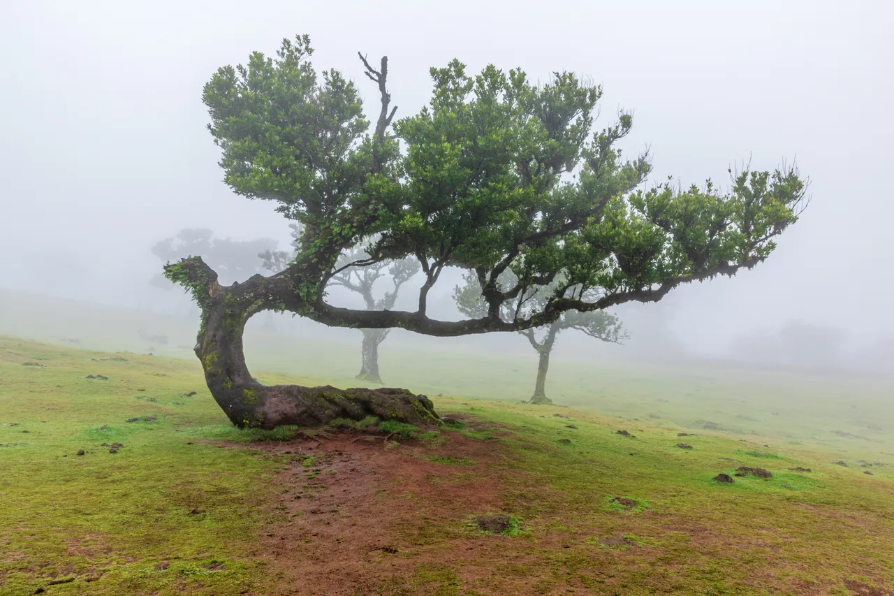 Fanal laurel forest in fog, Madeira
