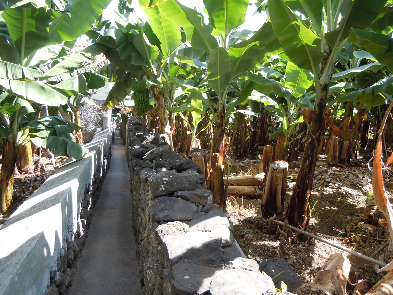 Rota da Banana, Madeira hiking trail (RB-ROTABANANA)