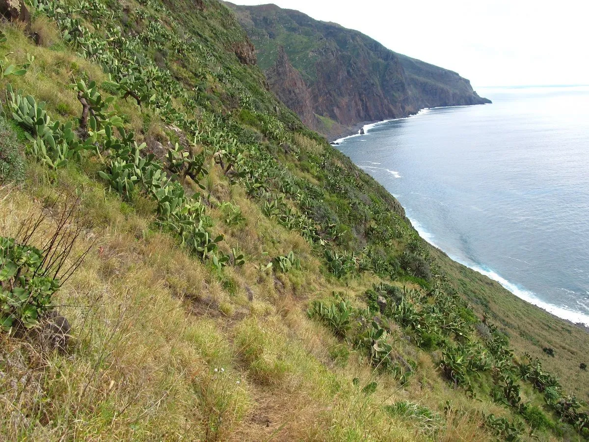 Vereda da Fajã Grande, Madeira hiking trail in Calheta (V-FAJAGRANDE)