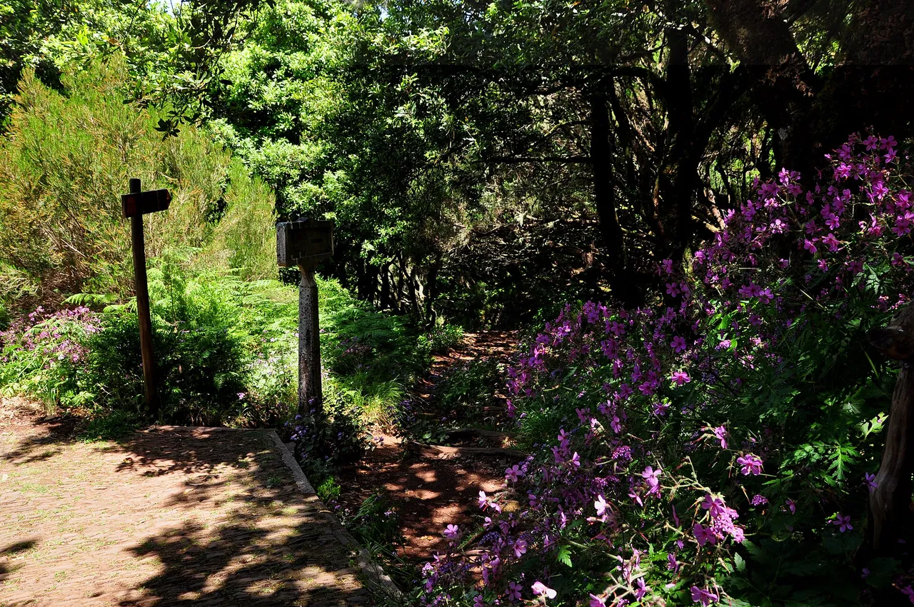 Vereda da Lagoa do Vento, Madeira hiking trail (PR6.3)