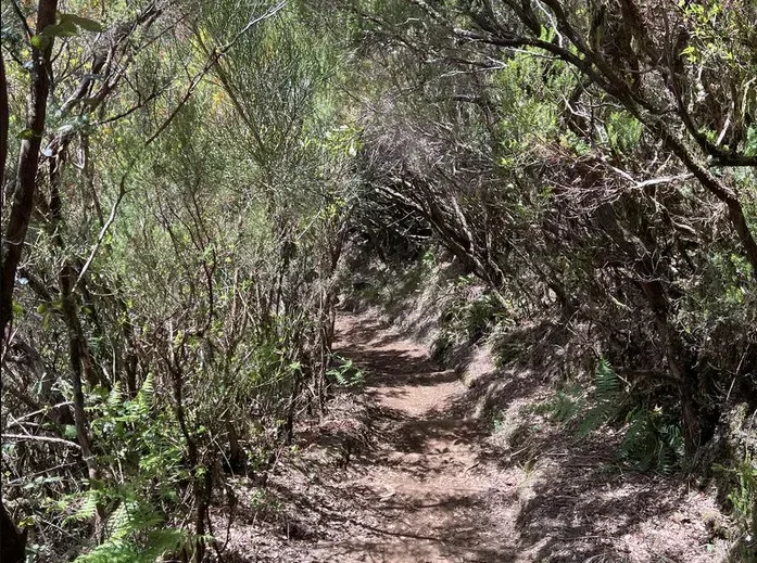 Vereda da Palha Carga, Madeira hiking trail (PR13.1)