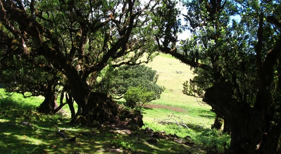 Vereda da Ribeira Funda, Madeira hiking trail (V-RIBFUNDA)