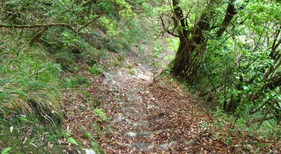 Vereda das Voltas, Madeira hiking trail (V-VOLTAS)