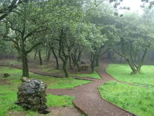 Vereda do Chão dos Louros, Madeira hiking trail (PR22)