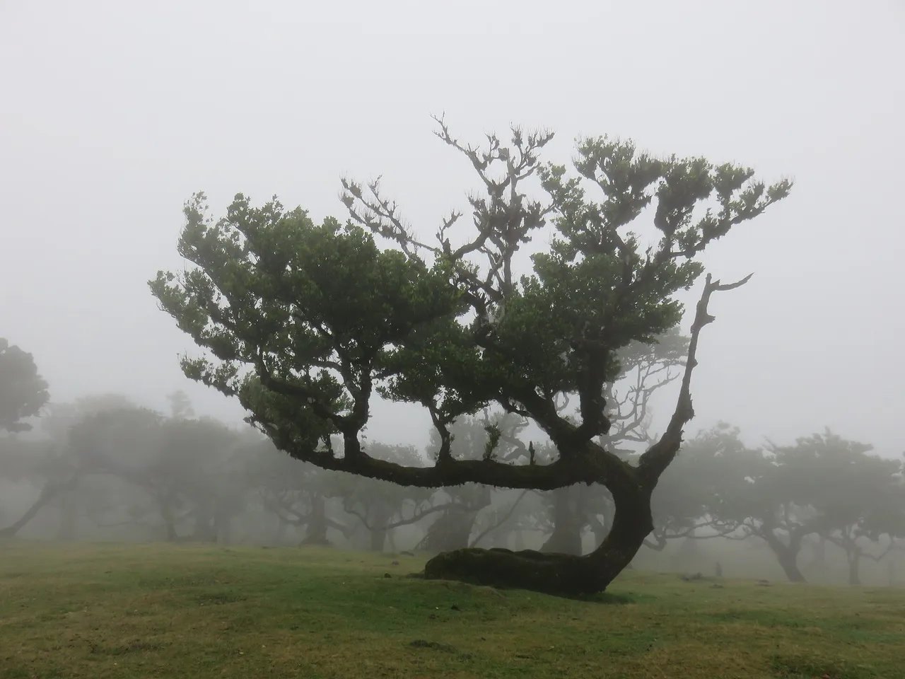 Vereda do Fanal, Madeira hiking trail (PR13)